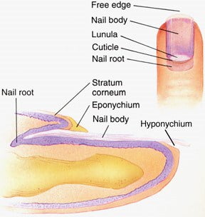 illustrating toenail components